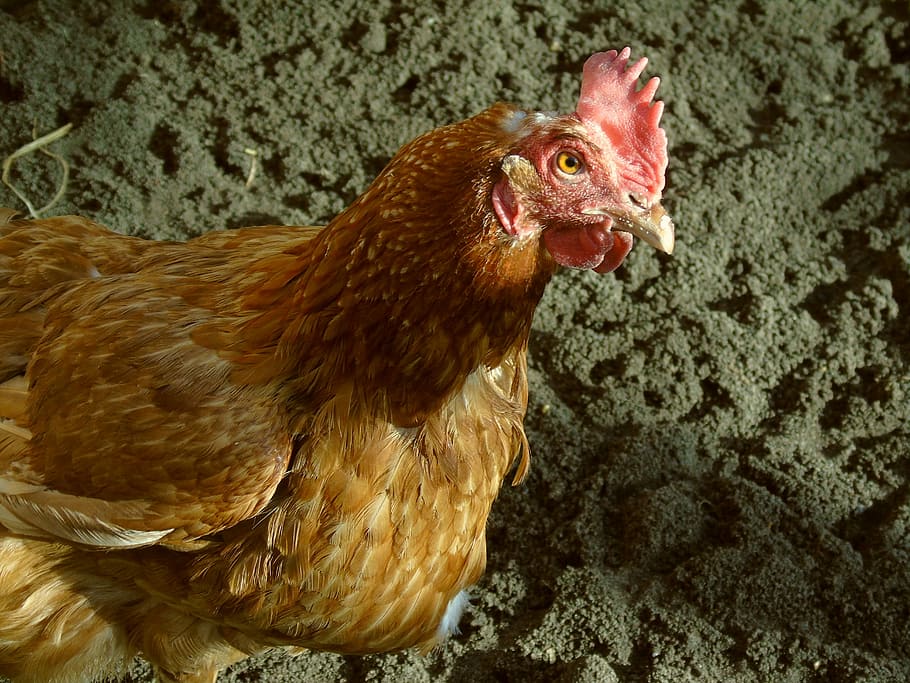 Chicken, Laying Hens, Poultry, hen, animal, bird, livestock, feather, gill, pinnate