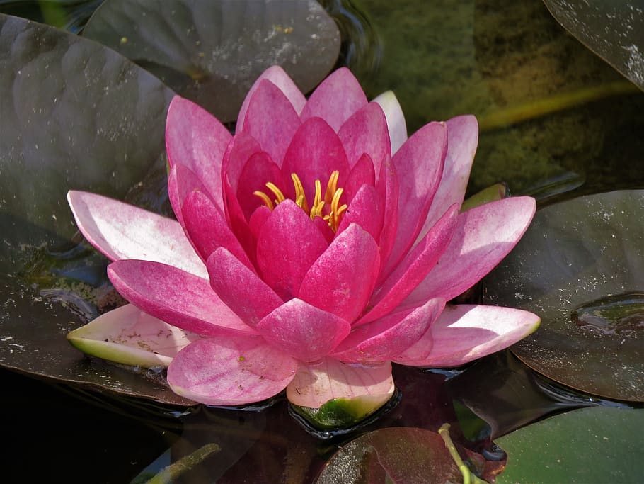 lily pad, pink and yellow, lotus, flower, pond, aquatic, water, flowering plant, petal, beauty in nature