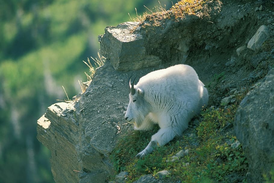 goat, mountain, resting, cliff, wildlife, nature, rocky, horned, landscape, sheep