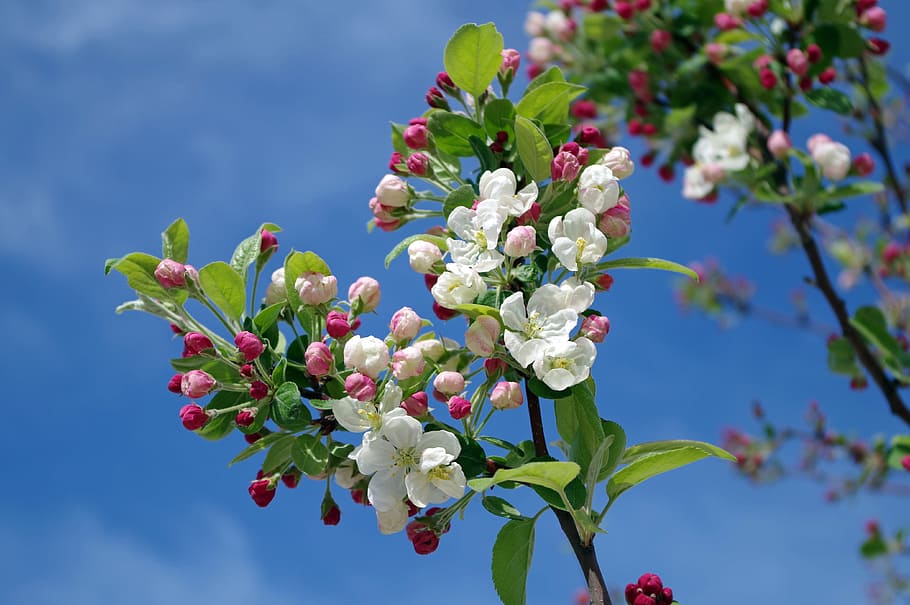 白, ピンク, リンゴの花, 花, 木, 枝, 春, 夏, 空, 雲
