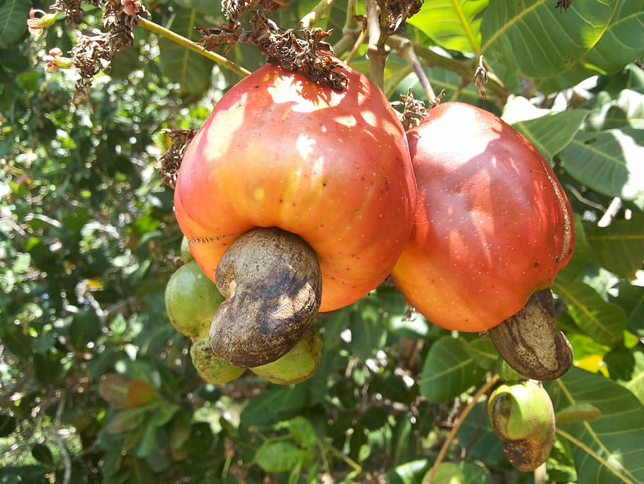 Cashew Tree, Sertão Nordestino, cashew, bahia, food and drink, fruit, agriculture, red, tree, food