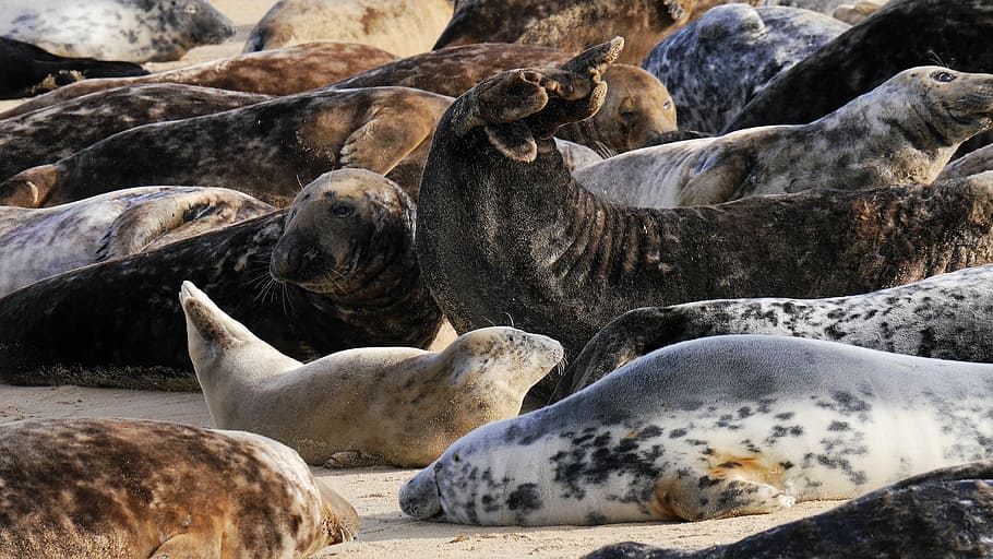 Grey Seals, Horsey, Beach, Pup, horsey beach, young, norfolk, colony, east, sunbathe