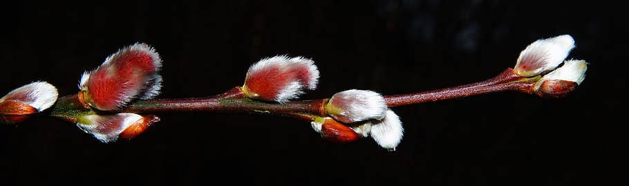 red, white, flowers, tree branch, pink, pussy willow, february, bush, nature, growth