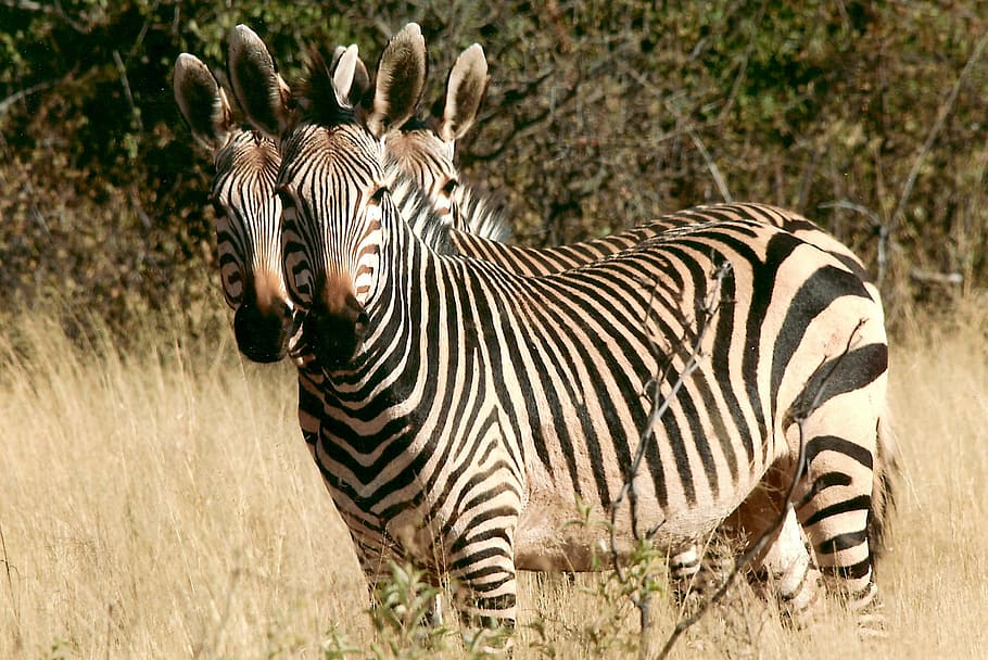 zebra, hewan liar, namibia, afrika, semak belukar, safari, objek wisata, alam, panas, kering