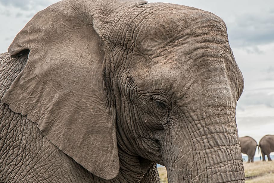 Primer plano, foto, elefante, tronco, cuidado de la piel, grande, africano, en peligro de extinción, enorme, gris