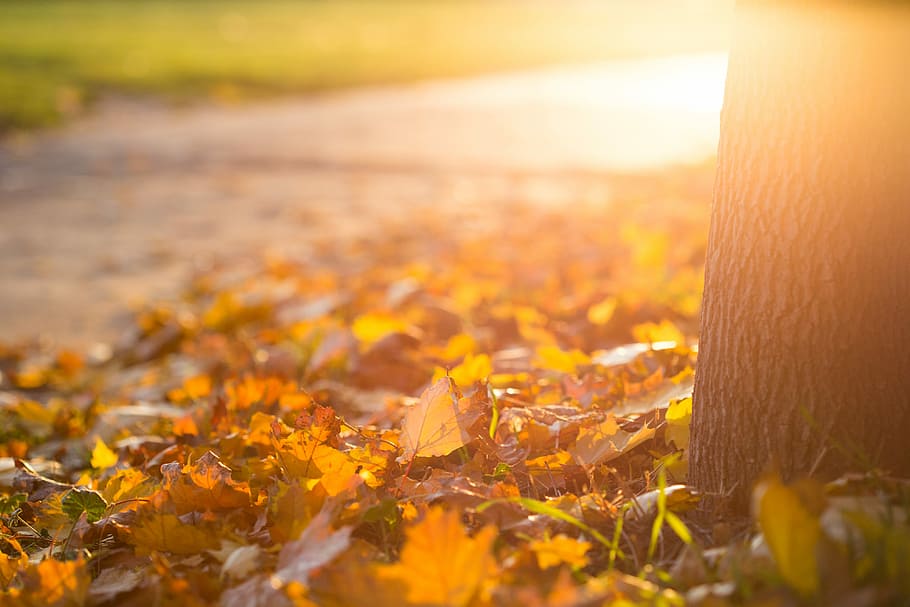 gugur musim gugur, daun, Musim Gugur, Daun Musim Gugur, Tanah, rumput, alam, matahari, sinar matahari, matahari terbenam
