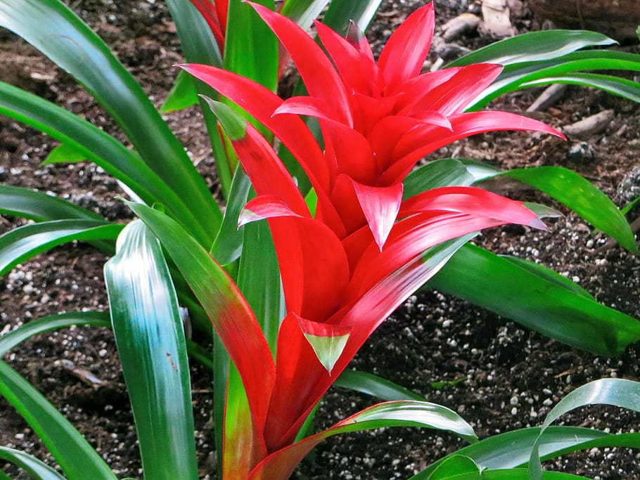Bromeliad, Flower, Inflorescence, red, color, exotic, growth, leaf, plant, green color