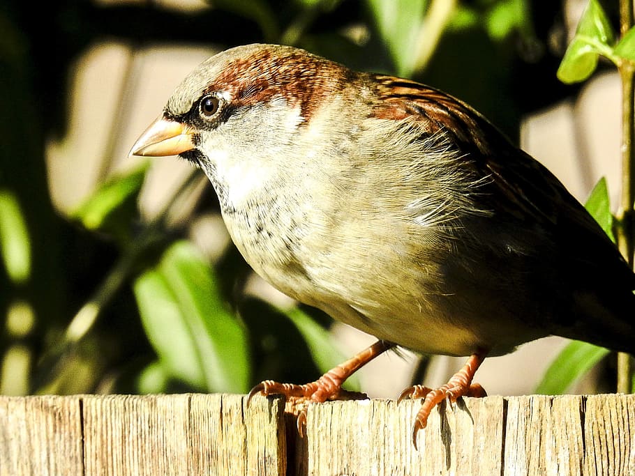 house sparrow, sperling, bird, songbird, garden bird, nature, animal, animal themes, vertebrate, one animal