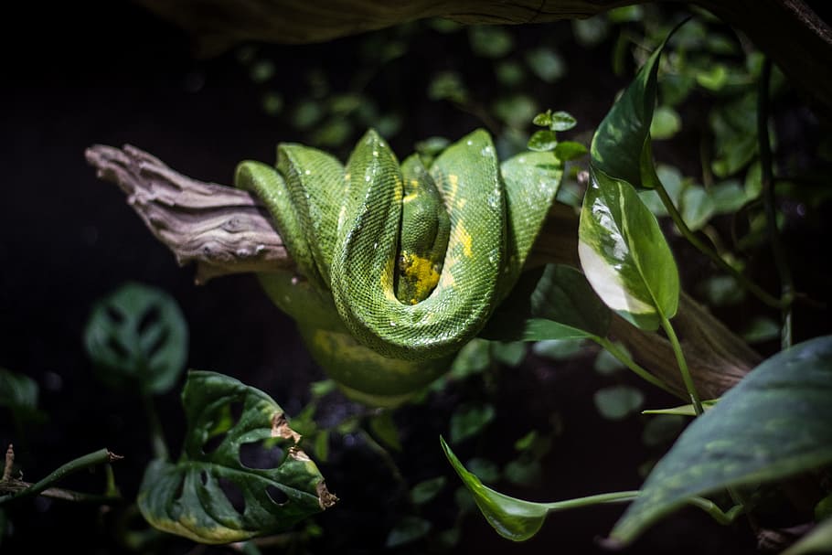 Змея и цветок 2