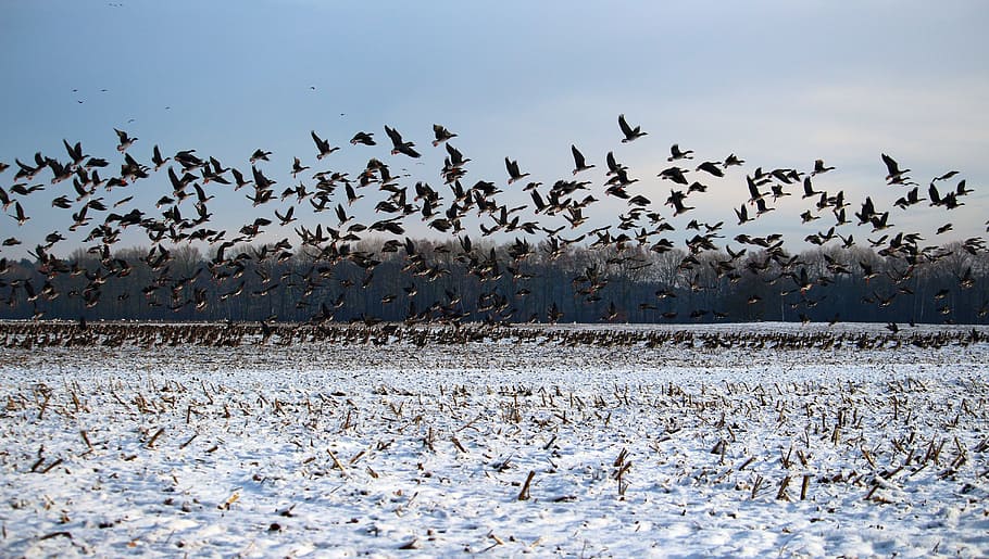 wild geese, flock of birds, winter, snow, migratory birds, swarm, geese, birds, wild goose, bird
