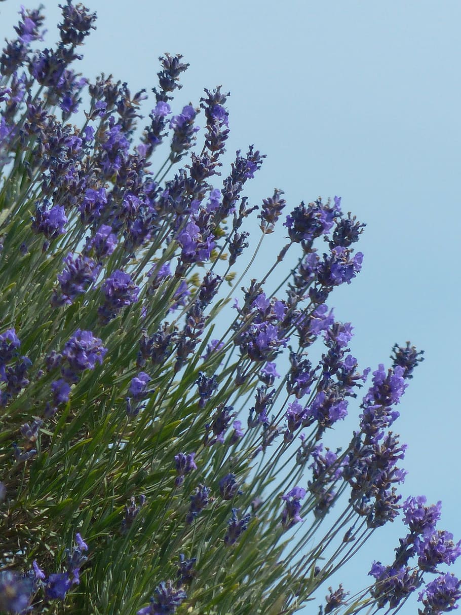 lavender, flower, flowers, purple, wild plant, wildblue, lavender flowers, true lavender, narrow leaf lavender, inflorescence