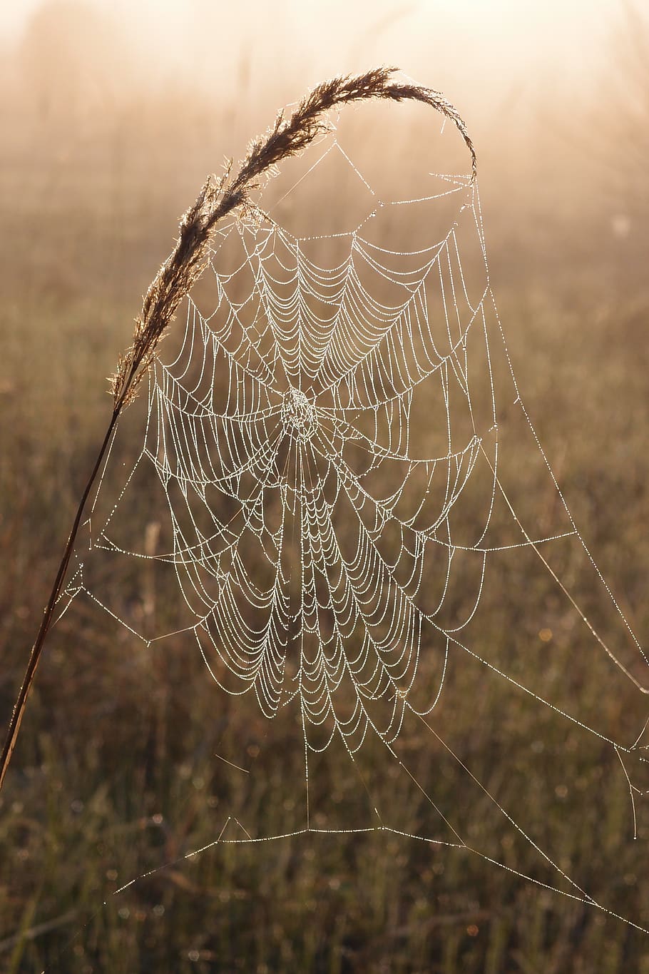 spider web, rosa, morning, wet, lighting, droplets, spider, misty, nature, focus on foreground