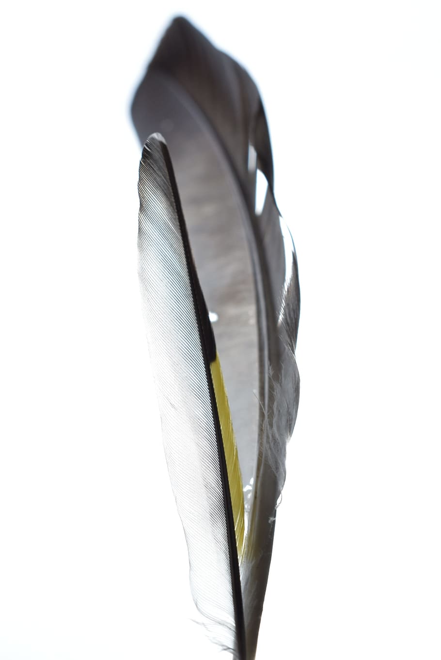 pluma, pájaro, naturaleza, ala, natural, mosca, color, animal, blanco, Foto de estudio