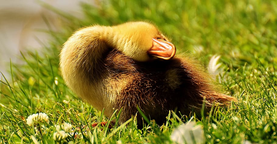 superficial, fotografía de enfoque, marrón, patito, ánade real, polluelos, sueño, pequeño, bebé, lindo