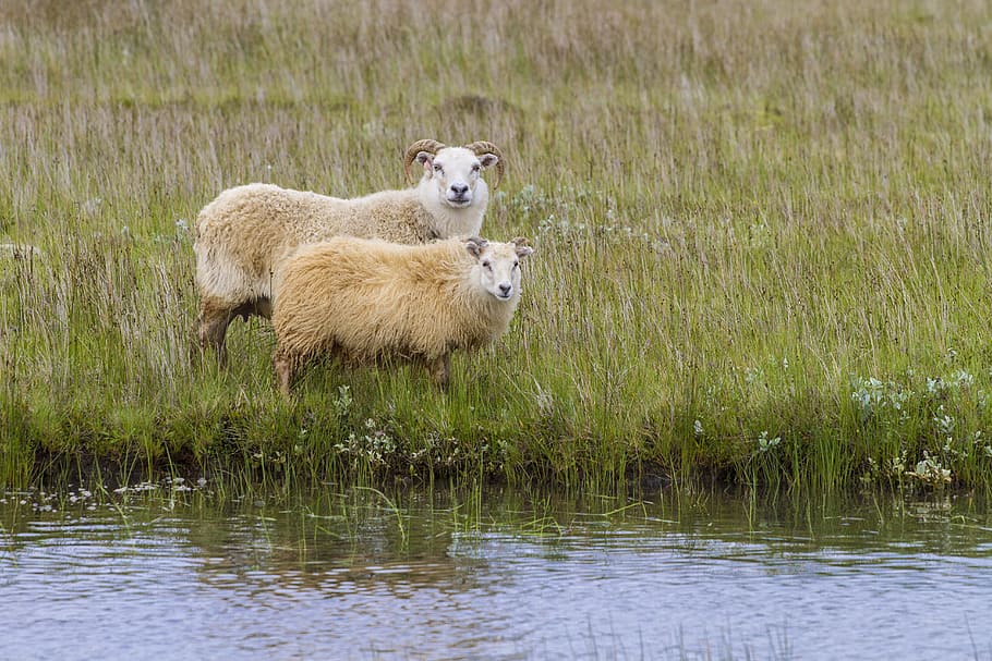 Исландия, Овцы, Шерсть, Животные, овцы, шерсть, одно животное, темы животных, на открытом воздухе, домашние животные