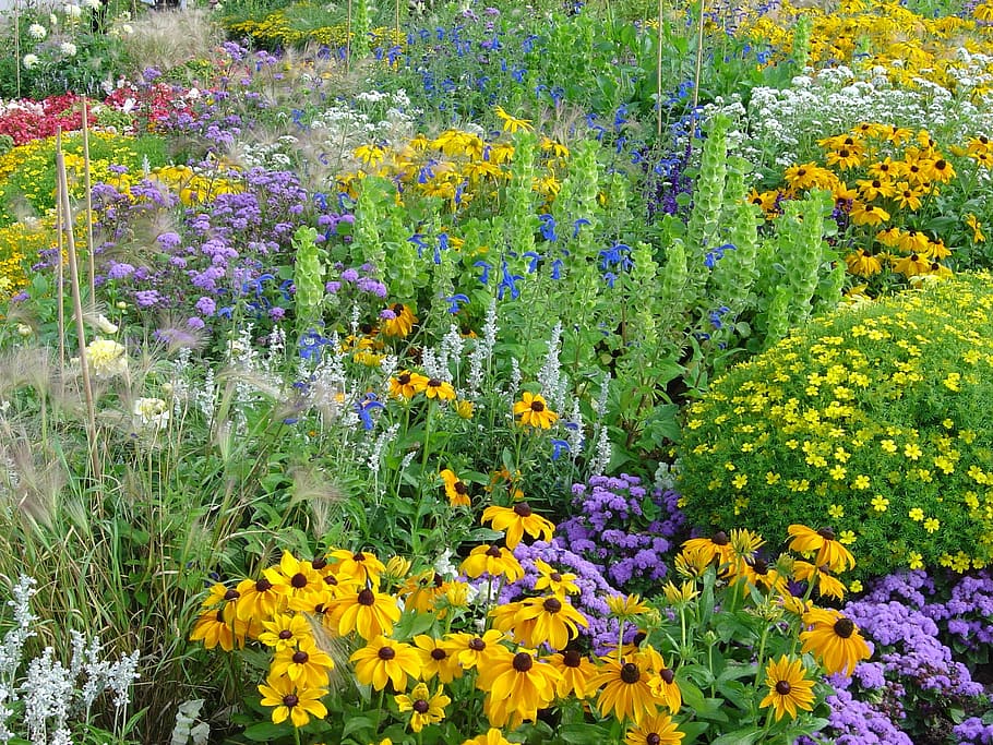 yellow flowers illustration, Flowers, Summer, Garden, Garden, Park, summer, garden, park, biodiversity, colorful, ornamental plant