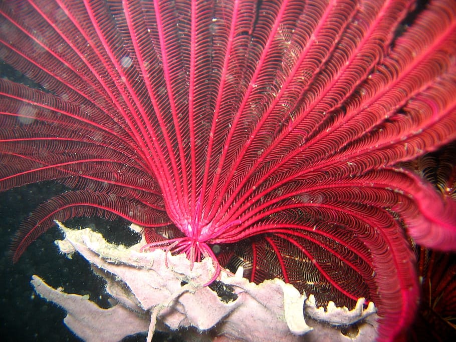 pink plant, pink, plant, red crinoid, reef, coral, sea, ocean, water, underwater