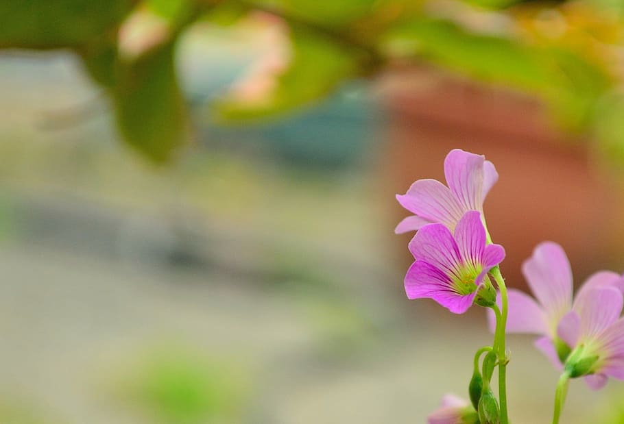 Pink, Wild, lu bian floret, flower, nature, plant, focus on foreground, pink color, beauty in nature, flowering plant