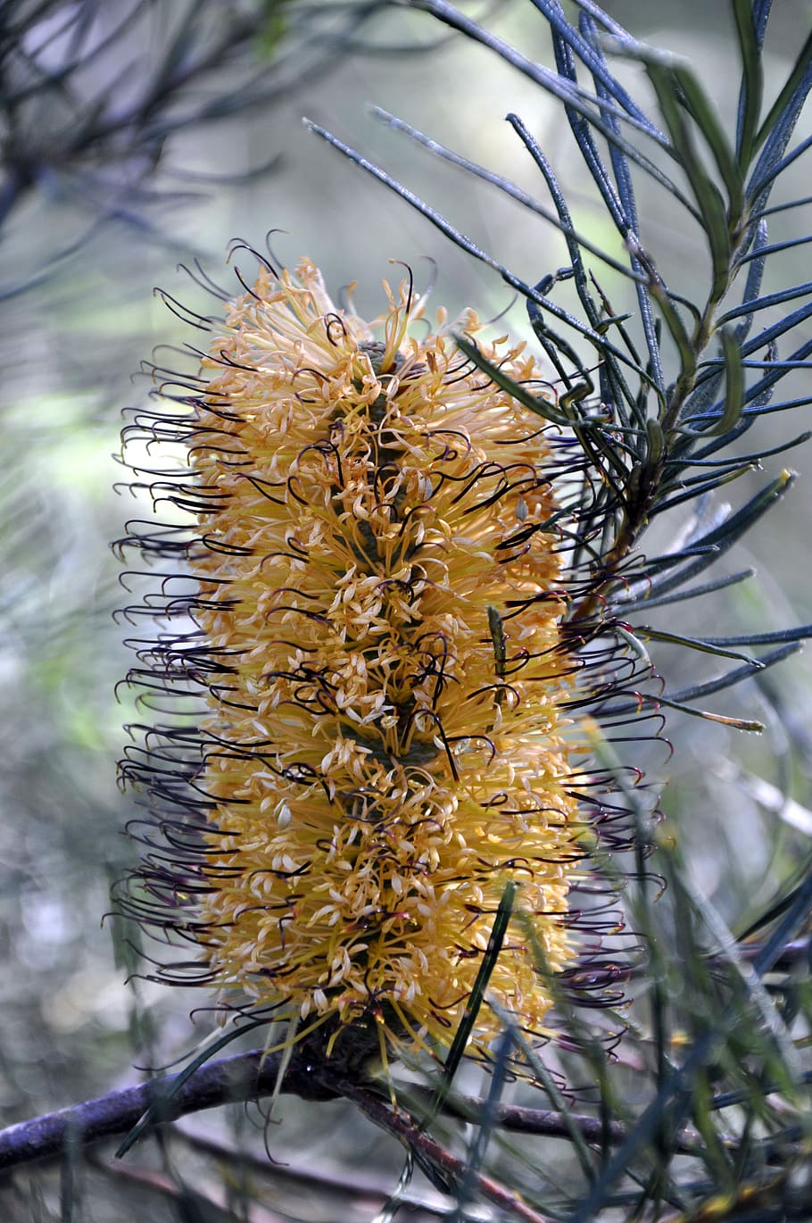 amarillo, flor, banksia, nativo, arbusto, australiano, planta, crecimiento, primer plano, foco en primer plano