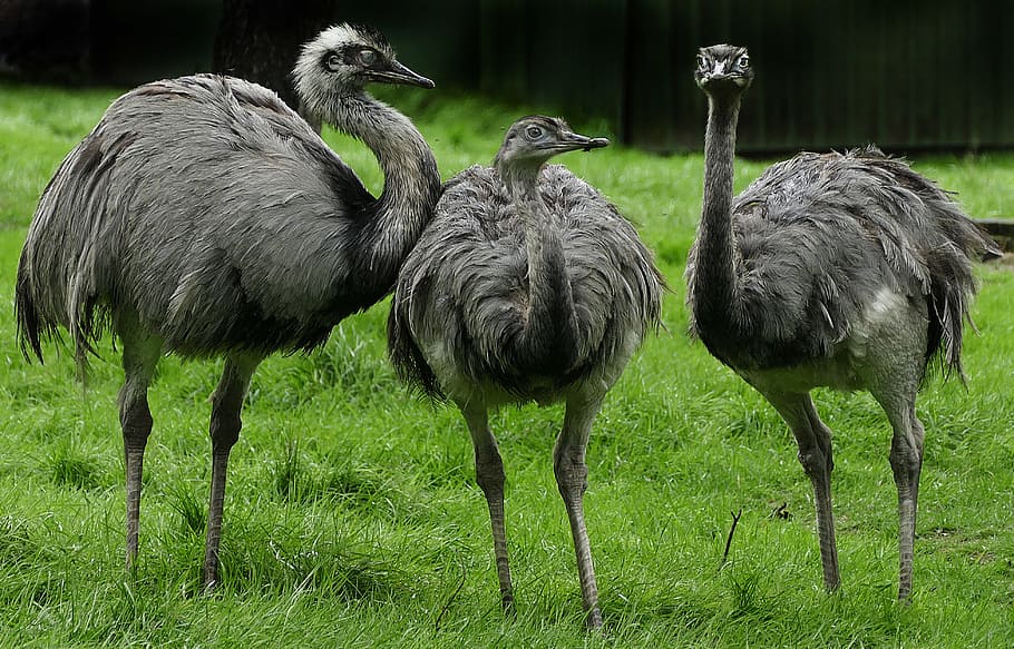 three, gray, ostrich, green, grass field, rhea bird, flightless bird, portrait, rhea americana, wildlife park
