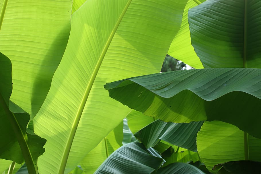 semak pisang, tanaman, alam, hijau, daun, tropis, bagian tanaman, warna hijau, daun pisang, Daun-daun