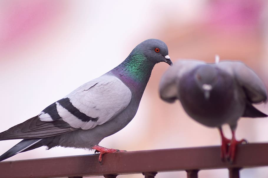 pigeon, fly, dove, bird, nature, wing, feather, flight, peace, animal