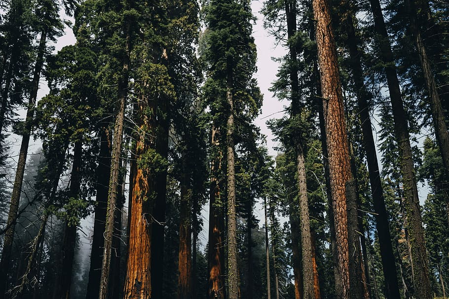 tall, trees, daytime, black, branches, brown, forest, gray, green, wood