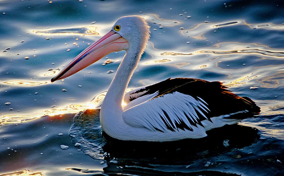 O pelicano australiano, australiano, Pelecanus conspicillatus, pelicano branco e preto, animais em estado selvagem, temas de animais, animais selvagens, água, pássaro, um animal