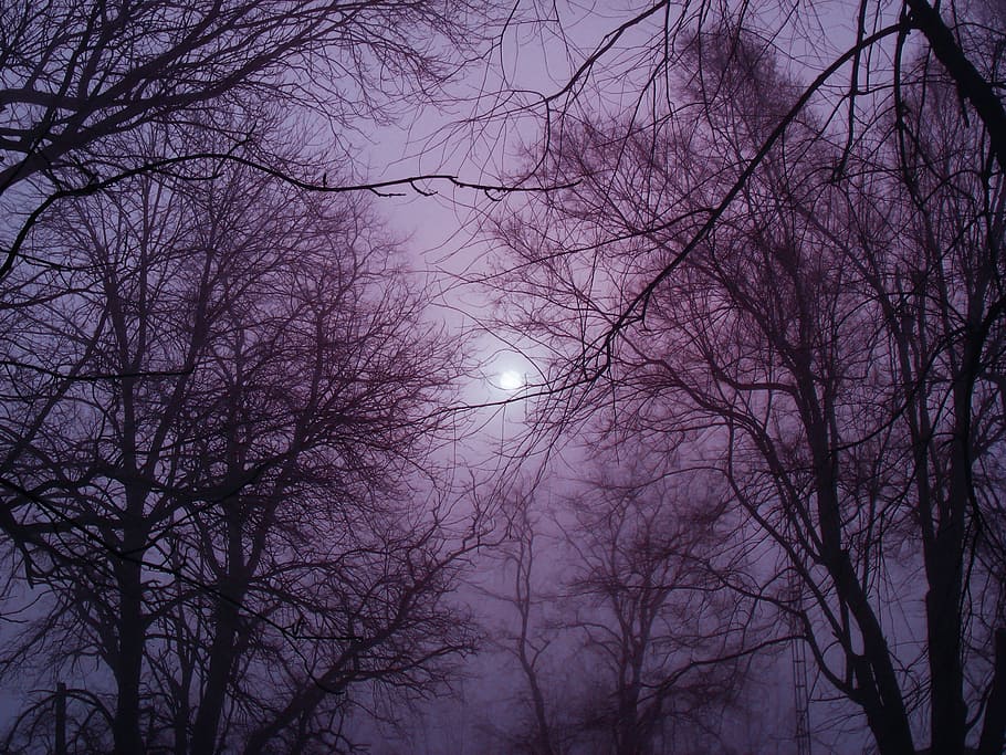 silhouette, trees, moon, winter, fog, outside, cold, branches, mist, forest in winter
