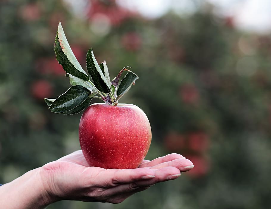shallow, focus photography, red, apple, person hand, red apple, hand, apple orchard, delicious, fruit