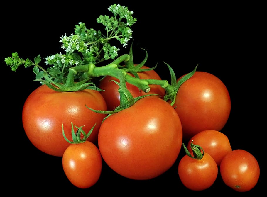 tomatoes, vegetables, food, oregano, herb, cooking, garden, nature, vegetable, tomato