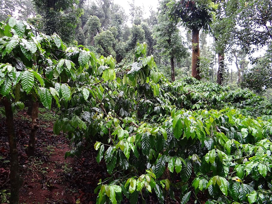 녹색 잎이 많은 나무, 커피 농장, coffea robusta, madikeri, coorg, 인도, 식물, 식물의, 유기농, 식물학