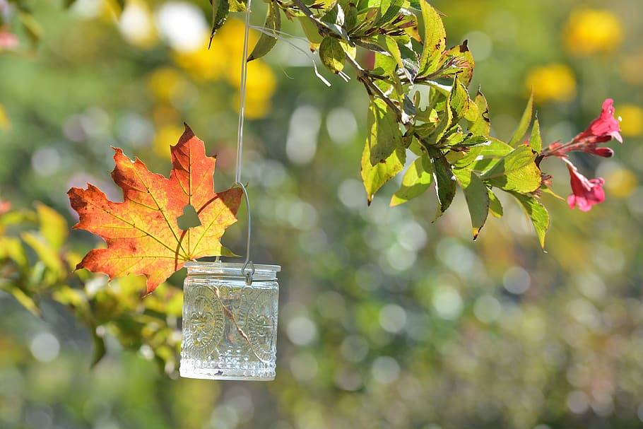 autumn, leaf, bokeh, season, glass, heart, backlighting, plant part, plant, close-up