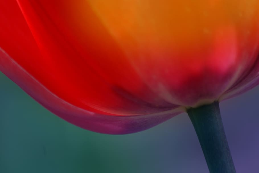 tulip bottom view, beauty in nature, flower, fragility, flowering plant, vulnerability, close-up, petal, plant, freshness