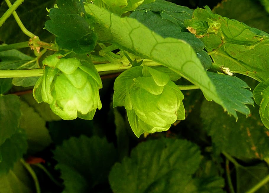 hops, beer, green, bavaria, brew, umbel, plant, hopfendolde, hops fruits, nature