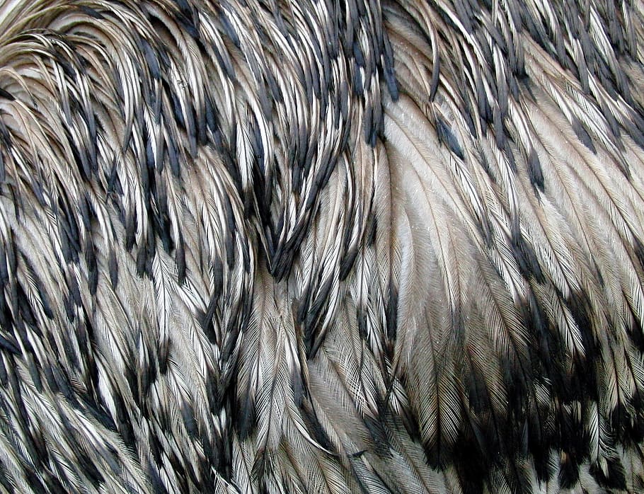 Emu, Bulu, Burung Unta, Burung, bulu emu, burung unta emu, ras berbulu, hewan, pola, bingkai penuh