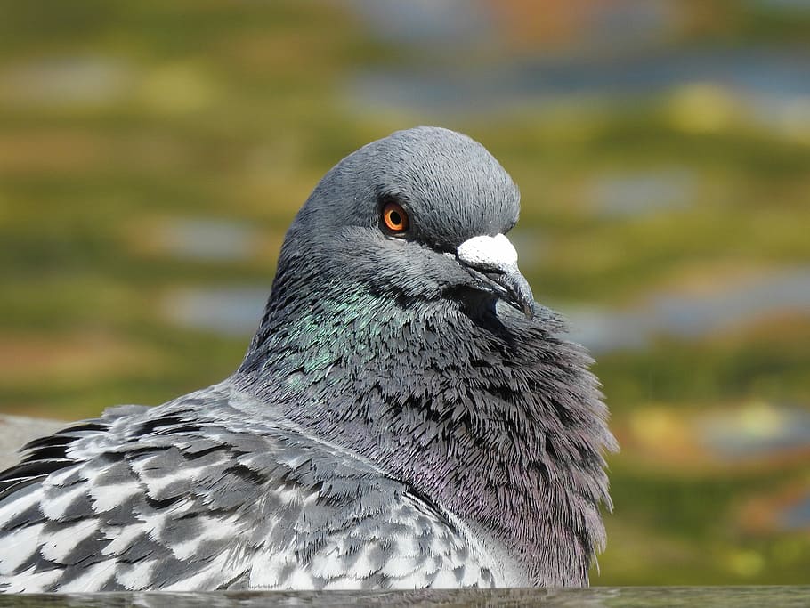 selective, close-up photography, gray, pigeon, dove, head, bird, feather, plumage, animal