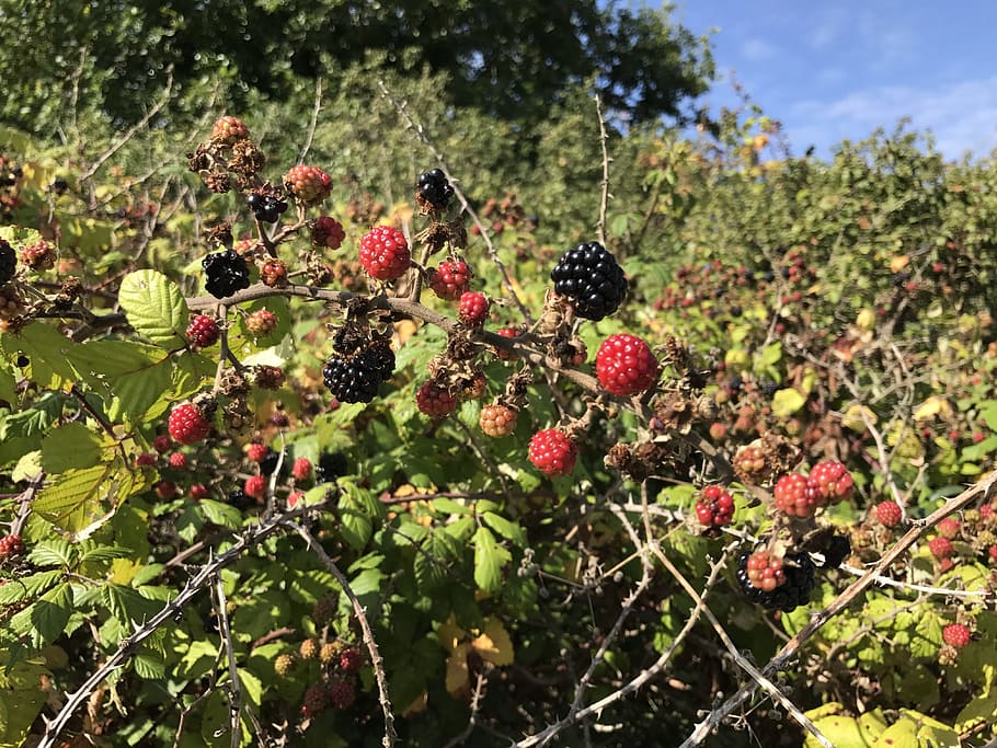 blackberries, fruit, wild, field, nature, brambles, green, red, shrubs, bushes