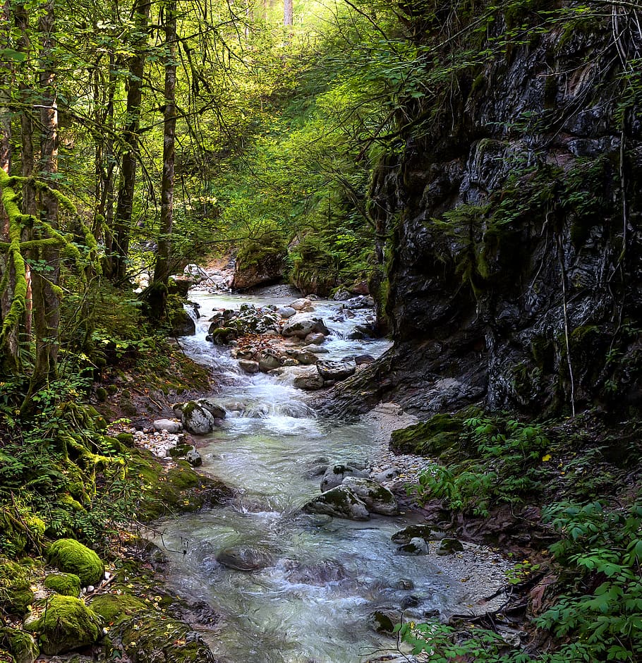 stream, gorge, forest, nature, water, river, torrent, mountains, landscape, dreary