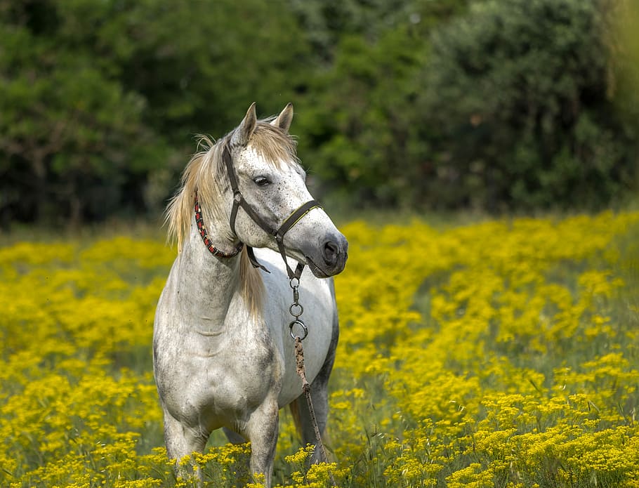 white, horse, standing, yellow, flower field, meadow, spring, animal, landscape, nature