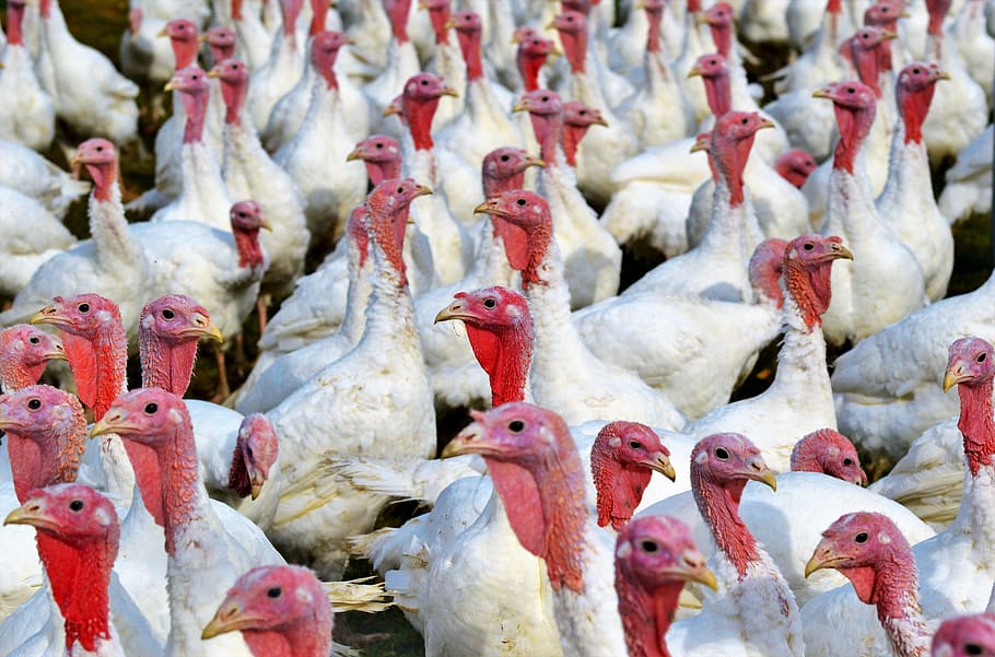 flock, white, chickens, turkeys, birds, plumage, poultry, range, poultry farm, bald head