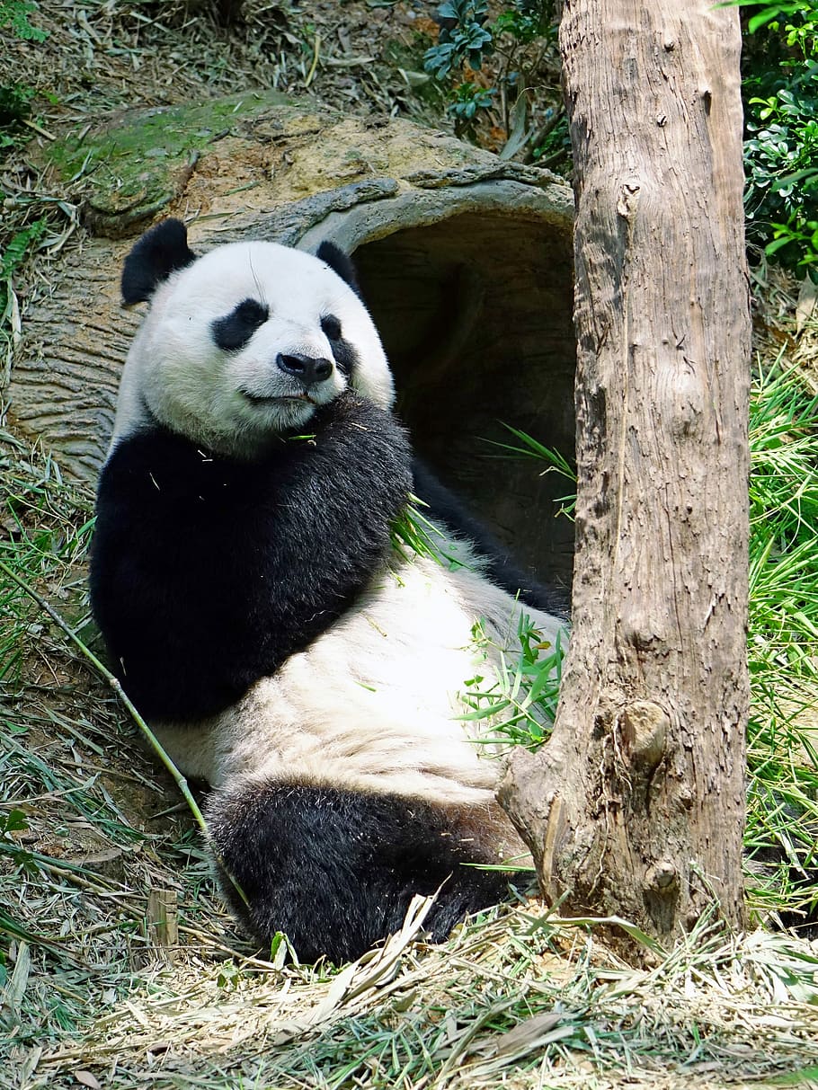 panda, bear, sleeping, ground, Panda Bear, animal, big, black and white, cute, photos