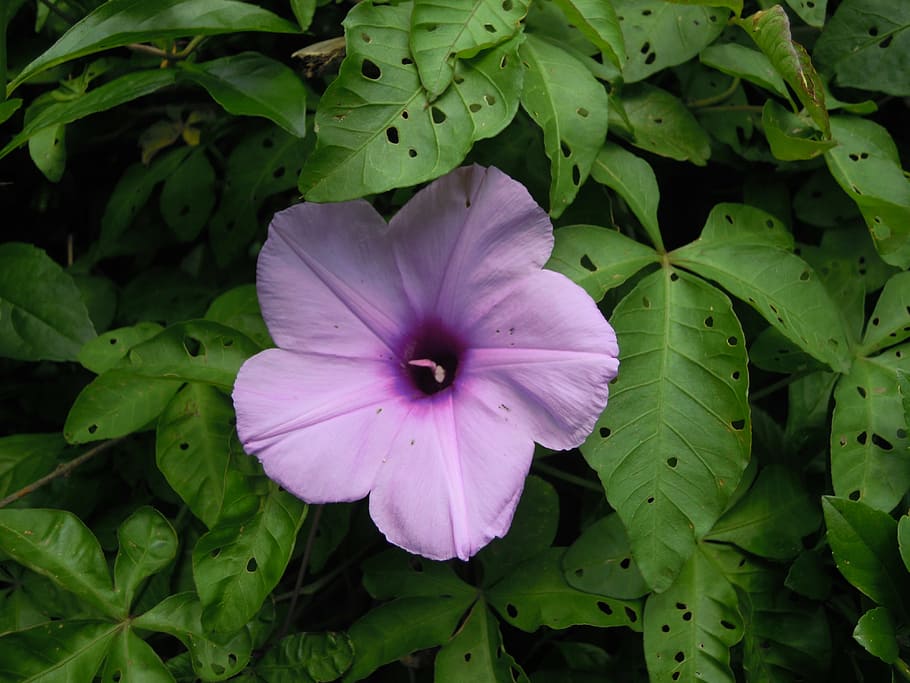 ipomoea, morning glory, purple, taipei, plant, freshness, flower, fragility, growth, flowering plant