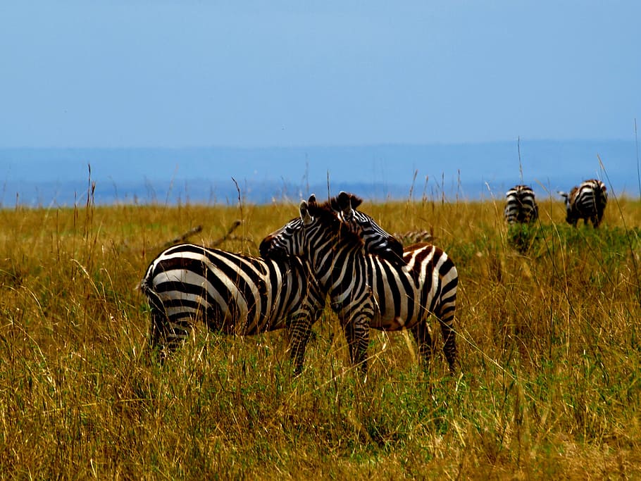 Cebra, África, Safari, fauna, safari Animales, naturaleza, animales en estado salvaje, animal, sabana, Reserva de vida silvestre