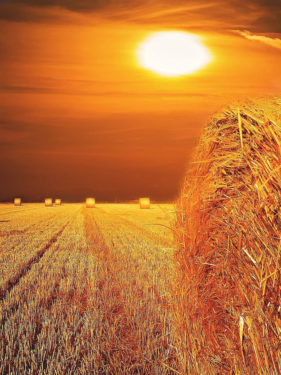 straw, field, straw bales, straw box, landscape, sunset, lighting, agriculture, rural Scene, nature