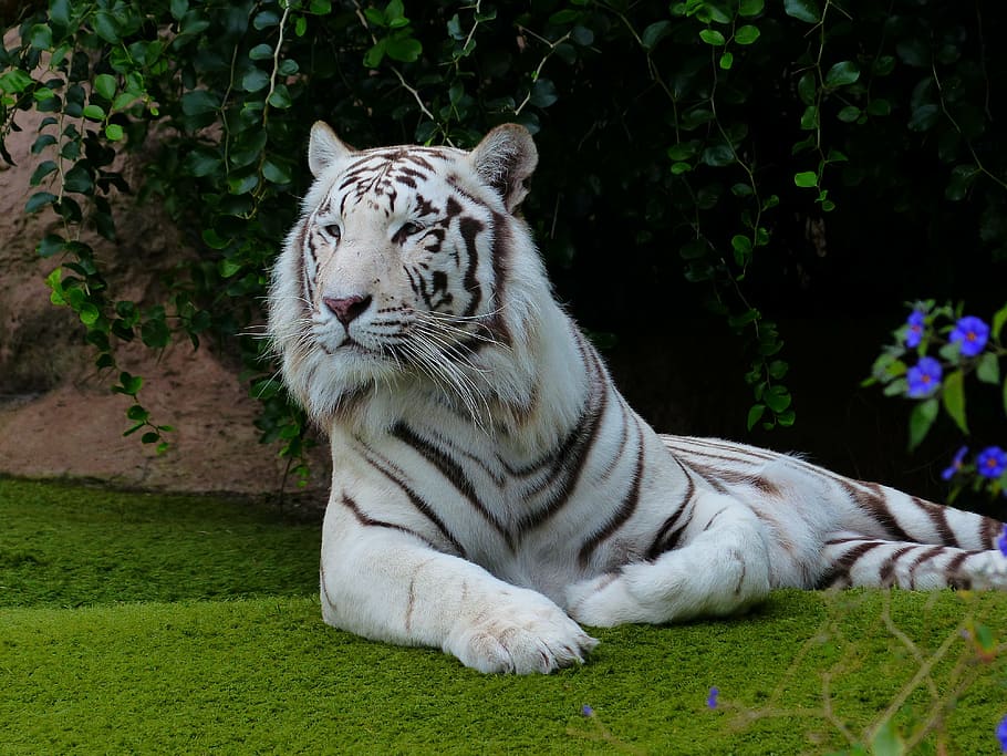 branco, preto, tigre albino, mentindo, chão, tigre de Bengala branco, tigre, descanso, recuperar, pausa para descanso