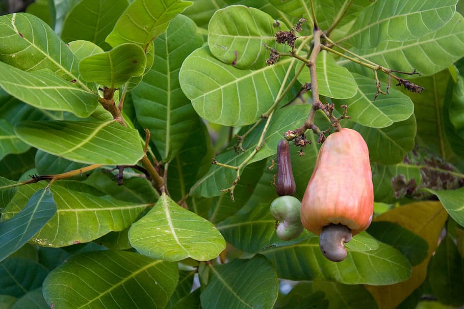 cashew nut, cashew tree, cashew, tropical tree, tropics, leaf, plant part, plant, growth, food