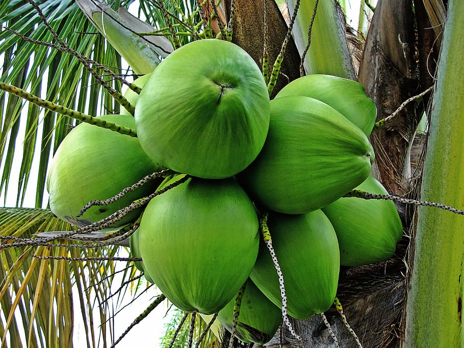 coconut, coconut tree, green coconuts, tropical plant, fruits, food, food and drink, green color, healthy eating, plant