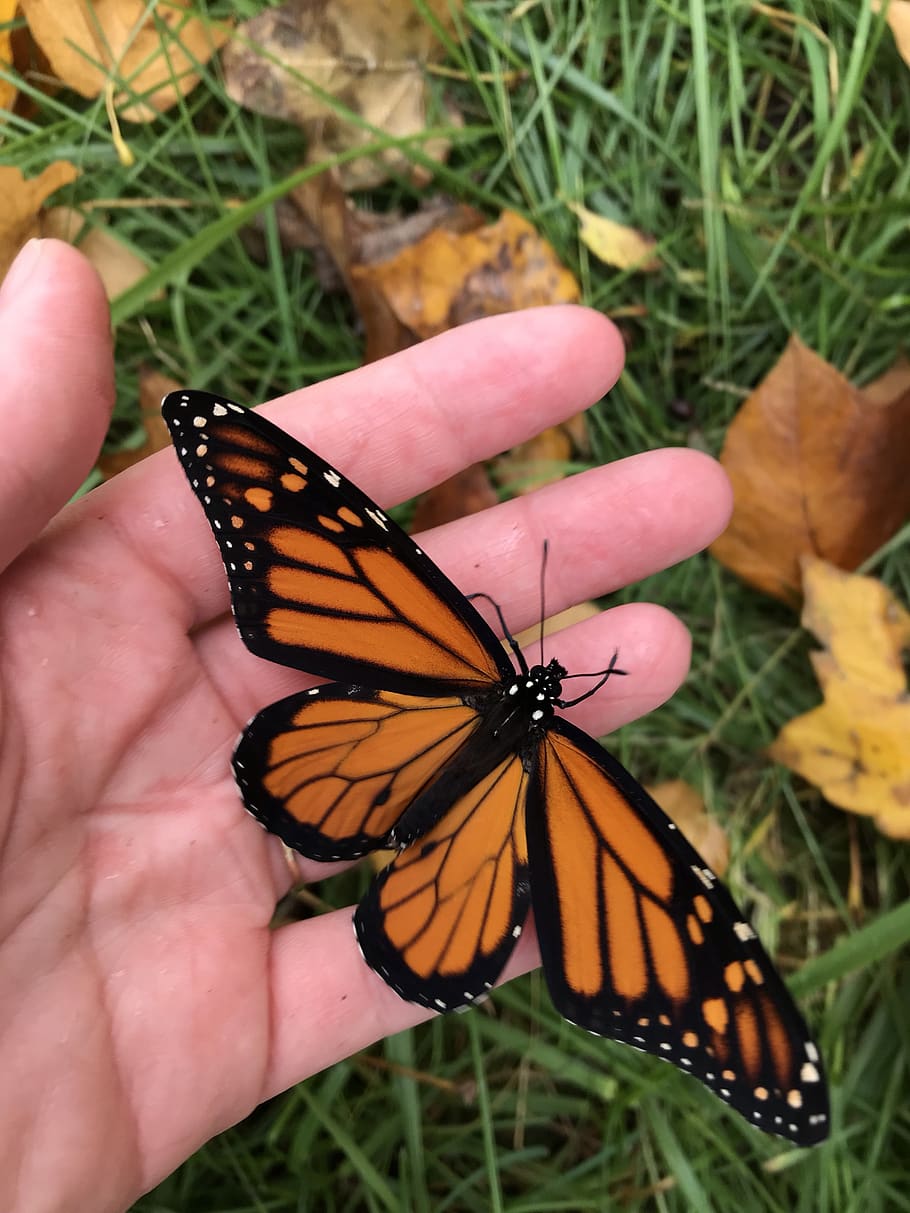 butterfly, monarch, monarch butterfly, nature, pretty, beautiful, hand, orange, black, human hand