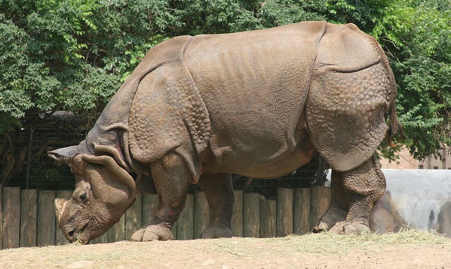 rinoceronte marrom, rinoceronte, jardim zoológico, vida selvagem, natureza, buzina, indiano, pele, mamífero, elefante